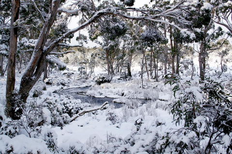 Cradle Mountain Love Shack - SA Accommodation 11