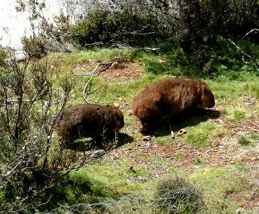 Cradle Mountain Love Shack - SA Accommodation 26
