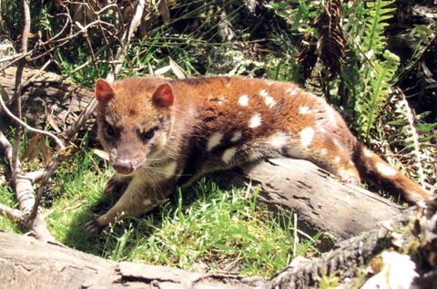 Cradle Mountain Love Shack - SA Accommodation 15