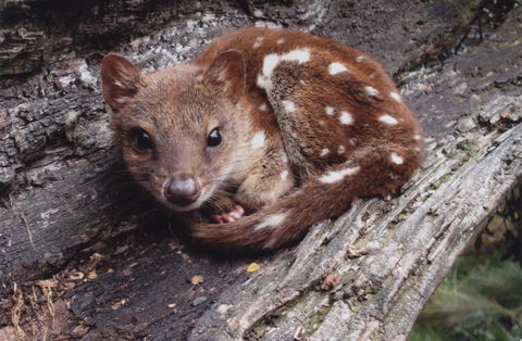 Cradle Mountain Love Shack - SA Accommodation 19