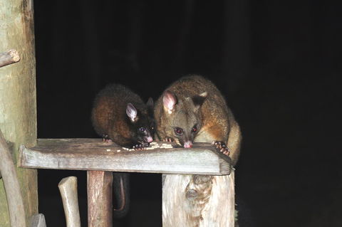Cradle Mountain Love Shack - SA Accommodation 14