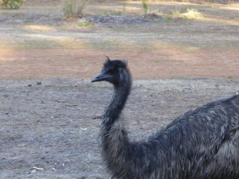 Splendid Wren Cottage - SA Accommodation 2