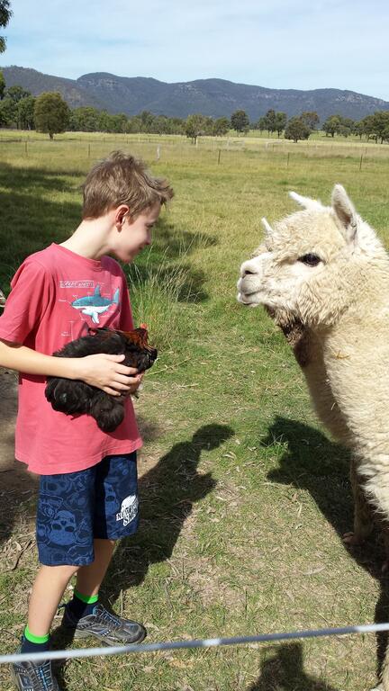 Starline Alpacas Farmstay Resort - SA Accommodation 3