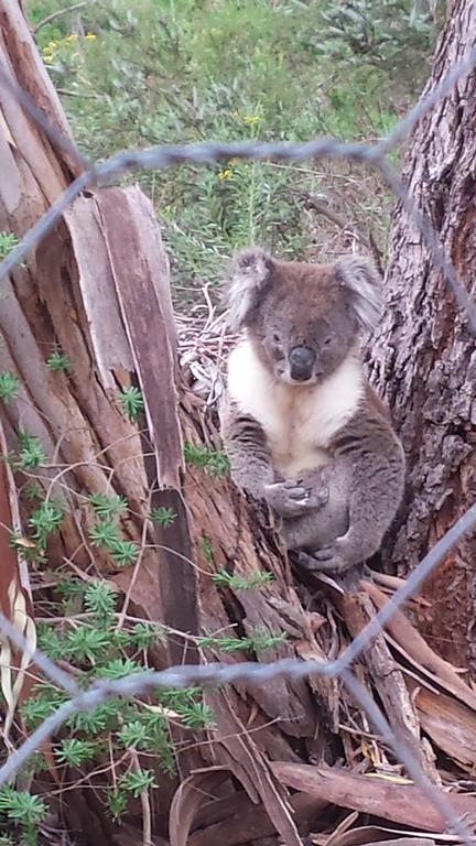 Stringybark Hills Retreat - SA Accommodation 0