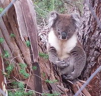 Stringybark Hills Retreat - SA Accommodation