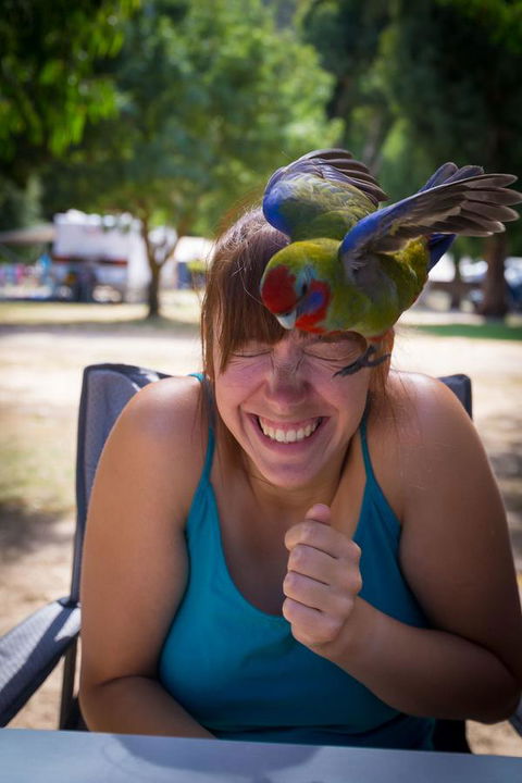 Halls Gap Lakeside Tourist Park - SA Accommodation 5