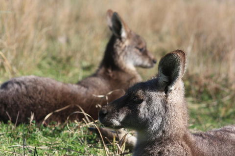 Halls Gap Lakeside Tourist Park - SA Accommodation 2