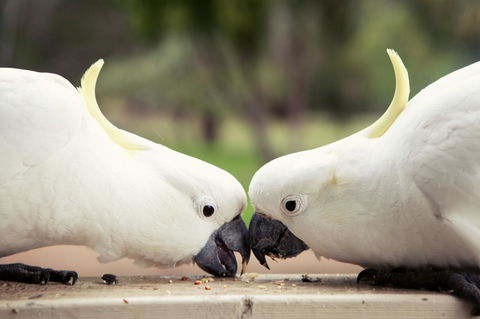 Halls Gap Lakeside Tourist Park - SA Accommodation 9