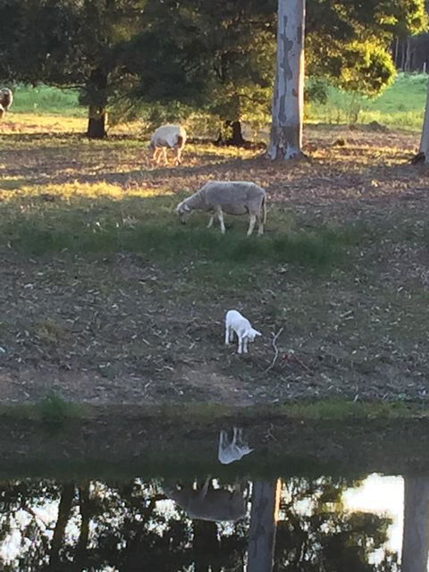 Tree Of Love Farm Stay - SA Accommodation 2