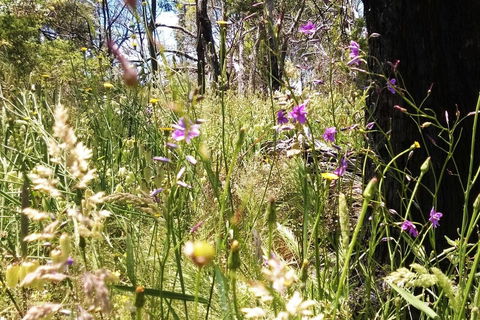 Grampians Pomonal Cottages - SA Accommodation 31