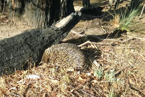 Grampians Pomonal Cottages - SA Accommodation 25