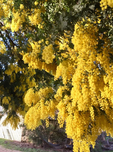 Grampians Pomonal Cottages - SA Accommodation 5