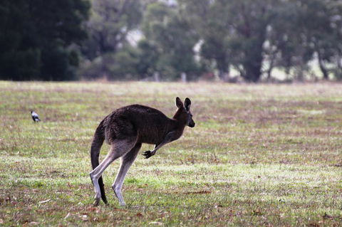 Grampians Pomonal Cottages - SA Accommodation 26