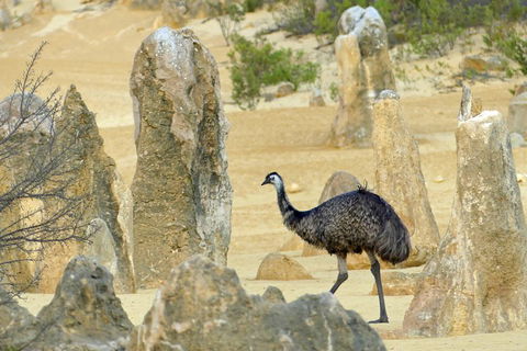 Private, Luxury Pinnacles Tour: Stargazing, Sand-boarding & Sightseeing - SA Accommodation 5