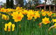 Spring Wildflower (Private) Day Tours - thumb 1