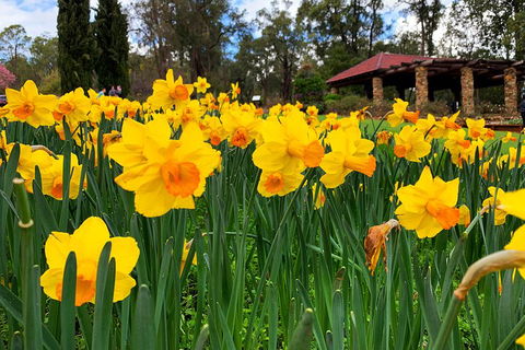 Spring Wildflower (Private) Day Tours - SA Accommodation 1