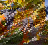 Full Day Tamar Valley Wine Tour - SA Accommodation