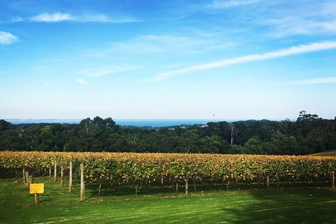 Mornington Peninsula Tour Inc Chairlift,beach Boxes,lunch,choc Tasting And More - SA Accommodation 2