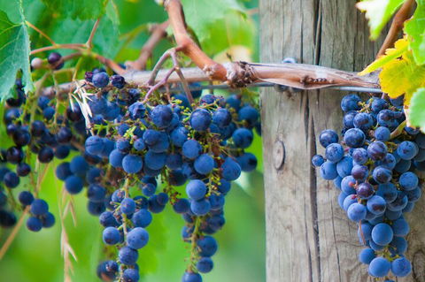 Mornington Peninsula Tour Inc Chairlift,beach Boxes,lunch,choc Tasting And More - SA Accommodation 4