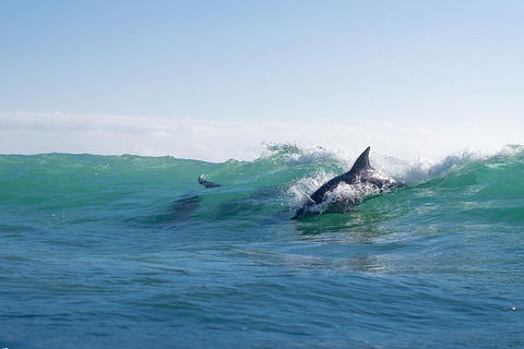Private Tangalooma Wrecks Tour - SA Accommodation 2