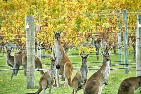 Three Day Charter Margaret River Region (inbound Melbourne Travelers) - SA Accommodation 5