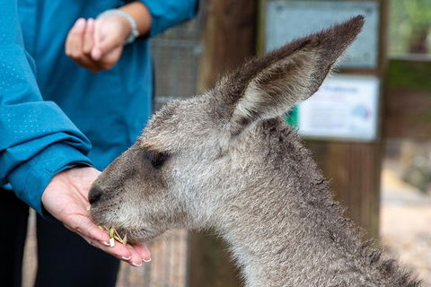Private Blue Mountains Escape The Crowds SUV Tour - SA Accommodation 2