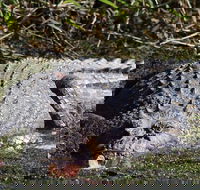 Full Day Tour in the Daintree - SA Accommodation