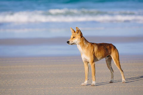 Fraser Island 4WD Tour From Noosa - SA Accommodation 5