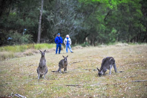 Private Blue Mountains And Winery Day-Trip From Sydney - SA Accommodation 5