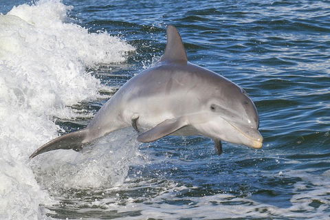 Noosa Oceanrider Scenic Dolphin Safari - SA Accommodation 0