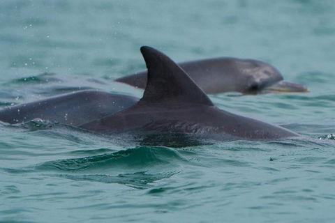 Noosa Oceanrider Scenic Dolphin Safari - SA Accommodation 1