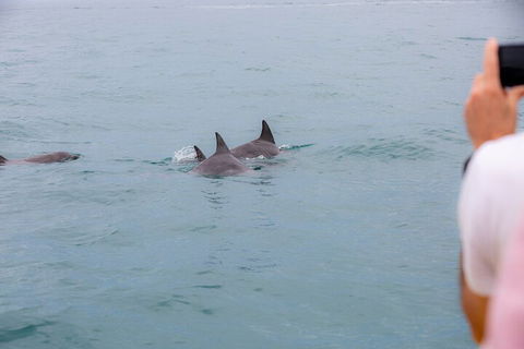 Noosa Oceanrider Scenic Dolphin Safari - SA Accommodation 2
