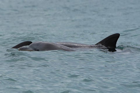 Noosa Oceanrider Scenic Dolphin Safari - SA Accommodation 3