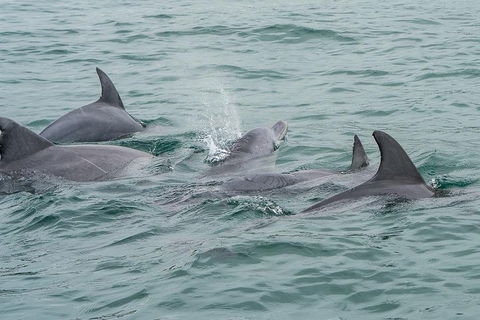 Noosa Oceanrider Scenic Dolphin Safari - SA Accommodation 5