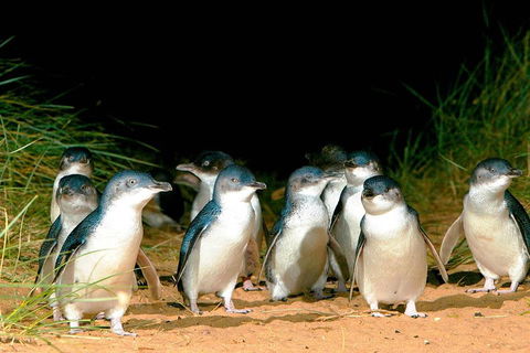 Phillip Island Penguins Private Tour - SA Accommodation 0