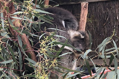 Phillip Island Penguins Private Tour - SA Accommodation 2