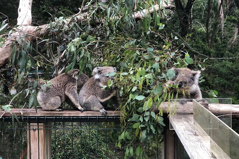 Phillip Island Penguins Private Tour - SA Accommodation 3