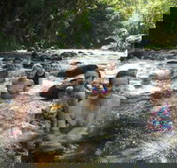 Daintree Rainforest Cape Tribulation Mossman Gorge Small-Group Day Tour - SA Accommodation