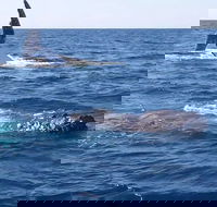 Noosa Whale Watching - SA Accommodation