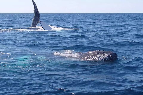 Noosa Whale Watching - SA Accommodation 0