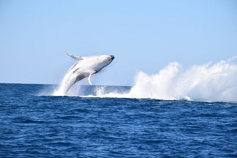 Noosa Whale Watching - SA Accommodation 1