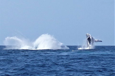 Noosa Whale Watching - SA Accommodation 2
