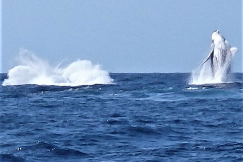 Noosa Whale Watching - SA Accommodation 3