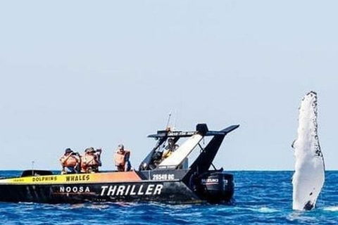 Noosa Whale Watching - SA Accommodation 4