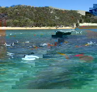 All Inclusive Dolphin and Tangalooma Wrecks Cruise - SA Accommodation