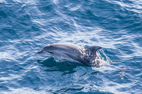 All Inclusive Dolphin And Tangalooma Wrecks Cruise - SA Accommodation 1