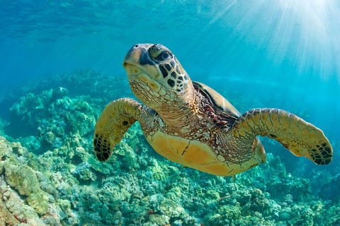 All Inclusive Tangalooma Wrecks Cruise Tour From Gold Coast - SA Accommodation 4