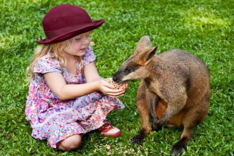 Kuranda Day Tour + HotAir Balloon Combo - SA Accommodation 0