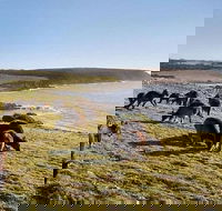 Kangaroo Island Personal Group Tours - SA Accommodation