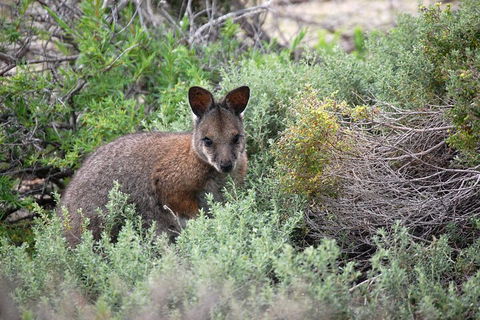 Pink Lake + Abrolhos Islands Nature Tour - SA Accommodation 1